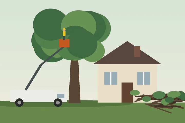 Illustration: arborist pruning a large maple